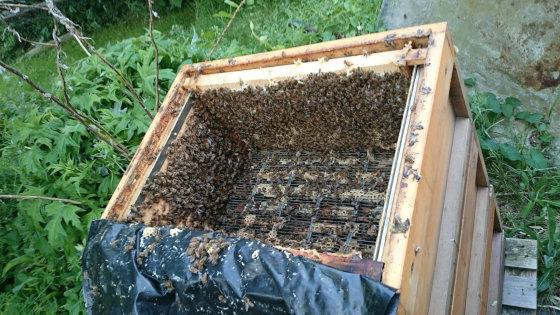 Ein Volk nach dem Honigdiebstahl. Der Dieb hat immer nur zielgerichtet den Honigraum leer geräumt. Foto: Niels Gründel