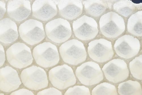 Frischer Wabenbau. Foto: Niels Gründel