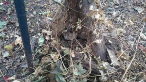 Baumhummel-Nest. Das Nest war nur noch notdürftig von dem Untergestell eines alten Vogelhauses geschützt. Foto: Niels Gründel